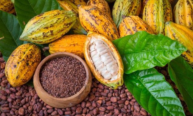 JNCC 2026 : la Côte d’Ivoire dévoile les prix bord champ du cacao le 1er septembre