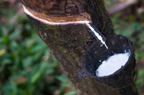 Caoutchouc naturel : la Côte d’Ivoire devient le 2ᵉ producteur mondial derrière la Thaïlande