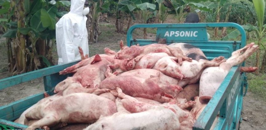 Peste porcine africaine : Charles Blé Goudé perd 500 porcs à Guiberoua et relance son élevage