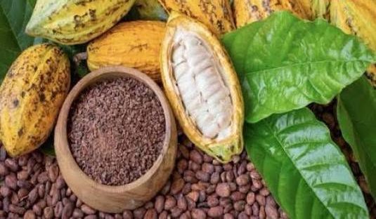 Cacao : l’OIA annonce la fin de l’opération exceptionnelle d’enlèvement de 100 000 tonnes