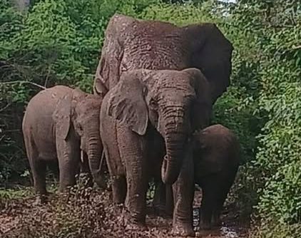 Badikaha : les incursions d’éléphants inquiètent les populations et menacent les cultures