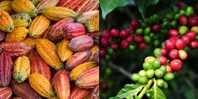 Côte d’Ivoire : création d’un Institut du Café-Cacao pour renforcer les deux filières