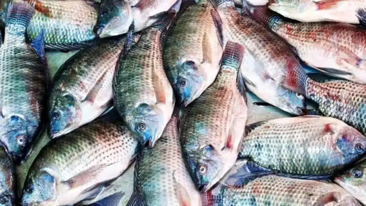 Crise du poisson : le prix du carton de chinchard et de maquereau baisse de 2 500 FCFA après un accord avec le gouvernement
